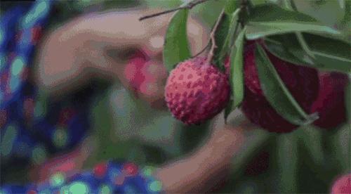 怎样吃荔枝不得荔枝病,吃荔枝会得蛀牙吗