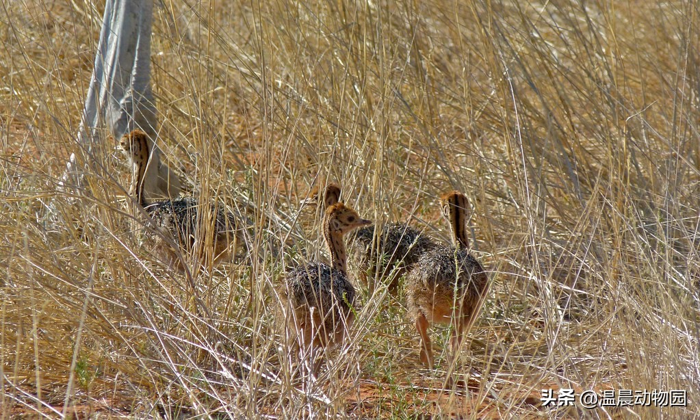 鸵鸟遇到危险会把头埋土里搞笑,鸵鸟遇到危险把头埋土里真的假的