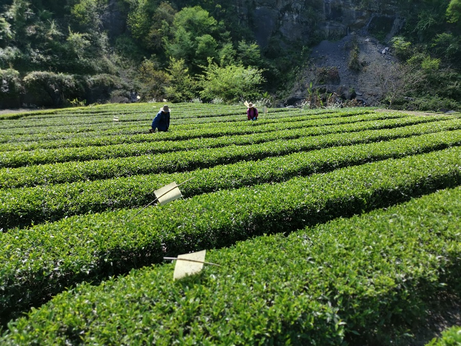 什么是好茶,什么是一款好酒