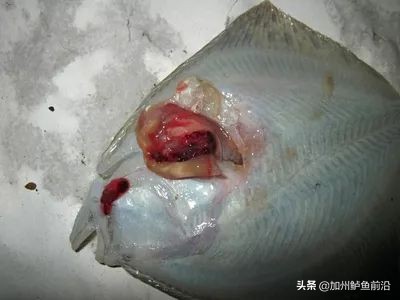 大菱鲆腹水病,水产养殖鱼肠炎病的治疗方案