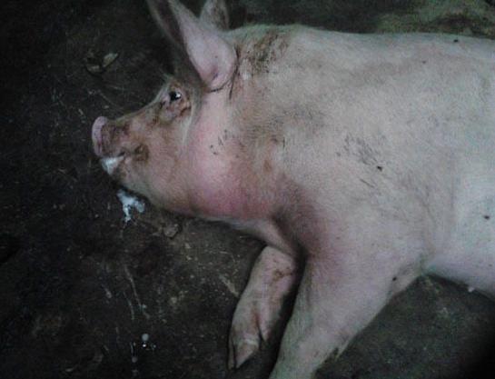 养猪饲料中毒怎么治,养猪场中毒现在怎么解决