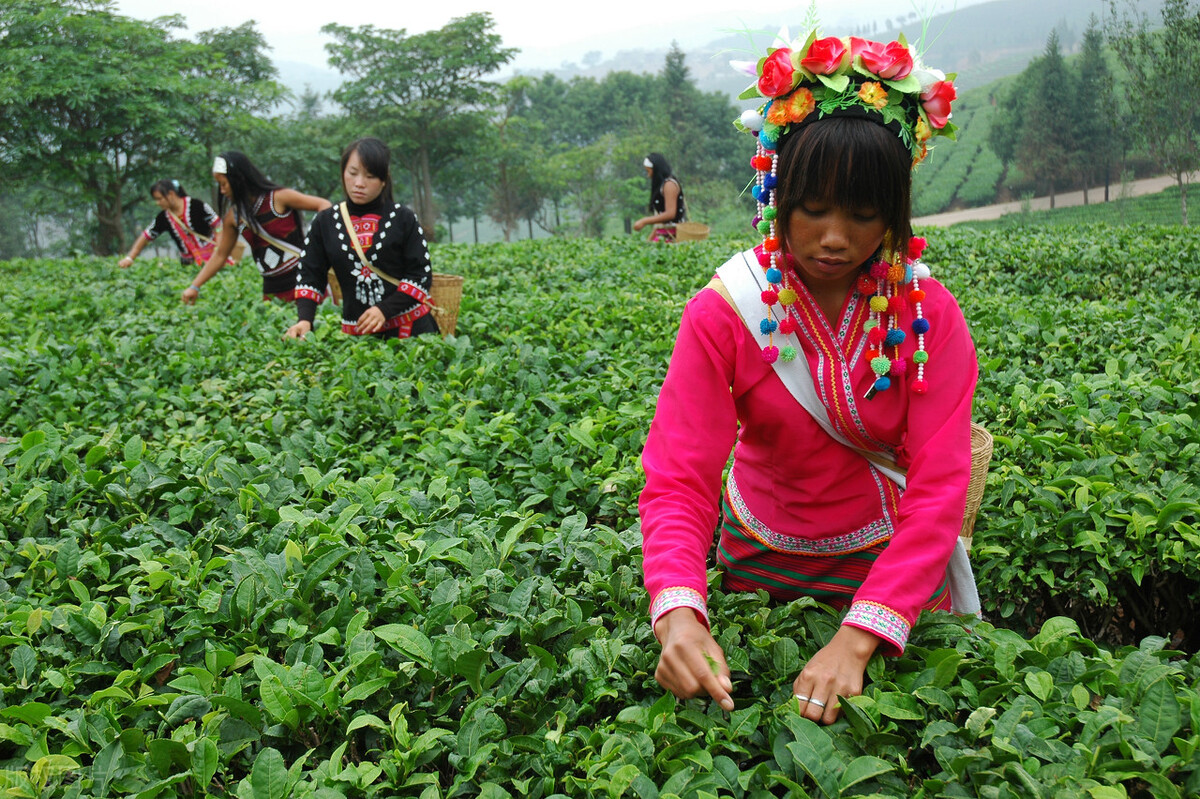 老挝最好的普洱茶,易武之巅顶级普洱茶价格