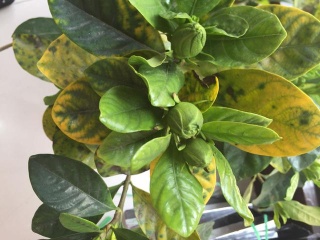 栀子花黄叶掉花苞该怎么办,栀子花几种黄叶现象