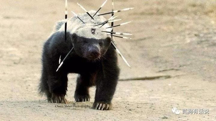 平头哥的传奇记录,平头哥的一生故事