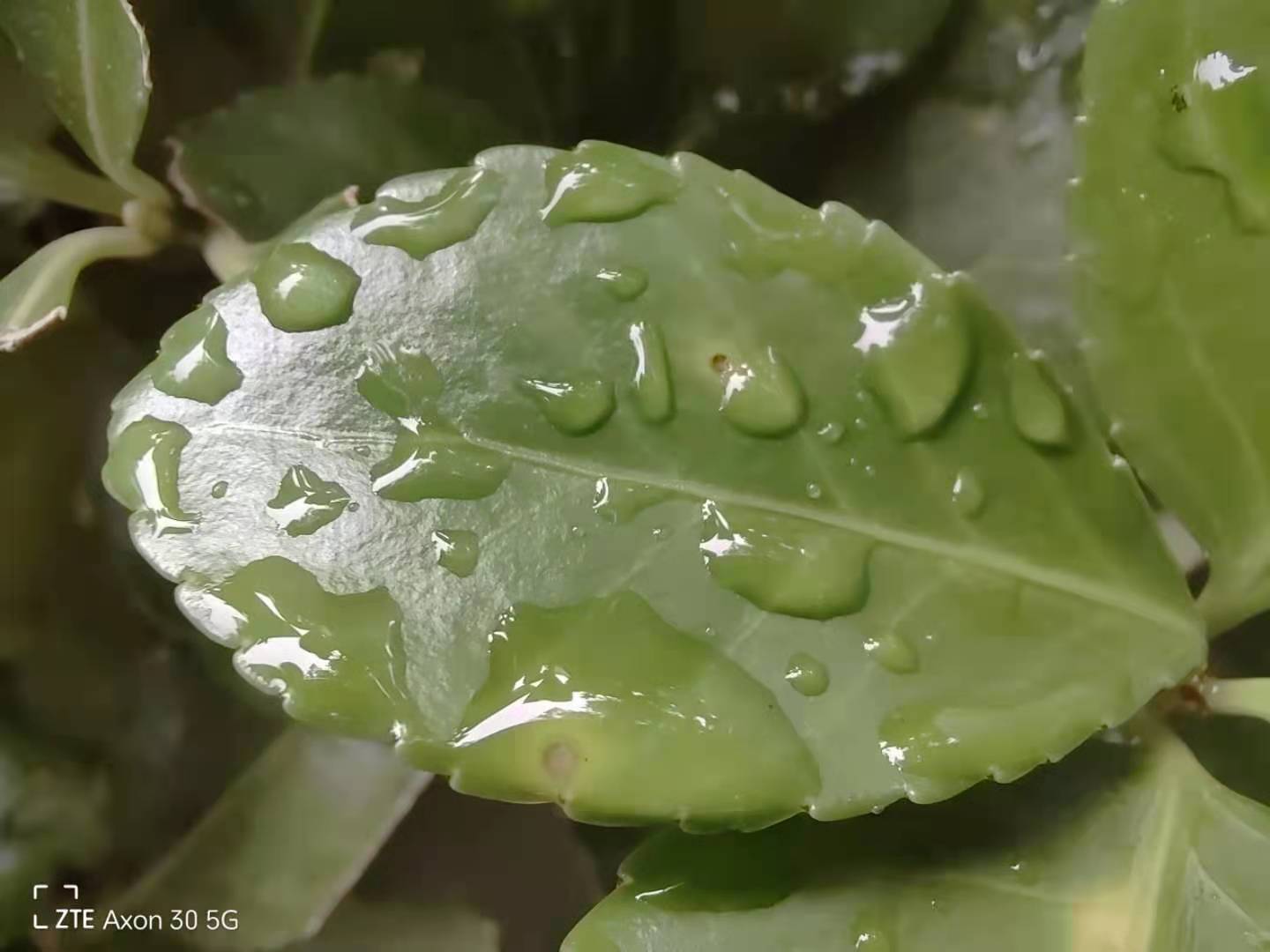 中兴axon305g评测,中兴axon305g屏下版值得买吗