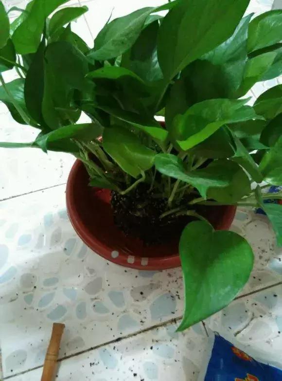 吊兰绿萝怎么换土,绿萝和吊兰用什么土壤