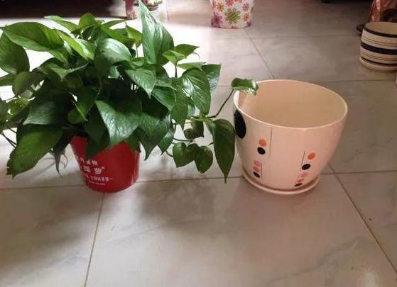 水培绿萝烂根叶子变黄怎么拯救,水培绿萝烂根黄叶家庭小妙招