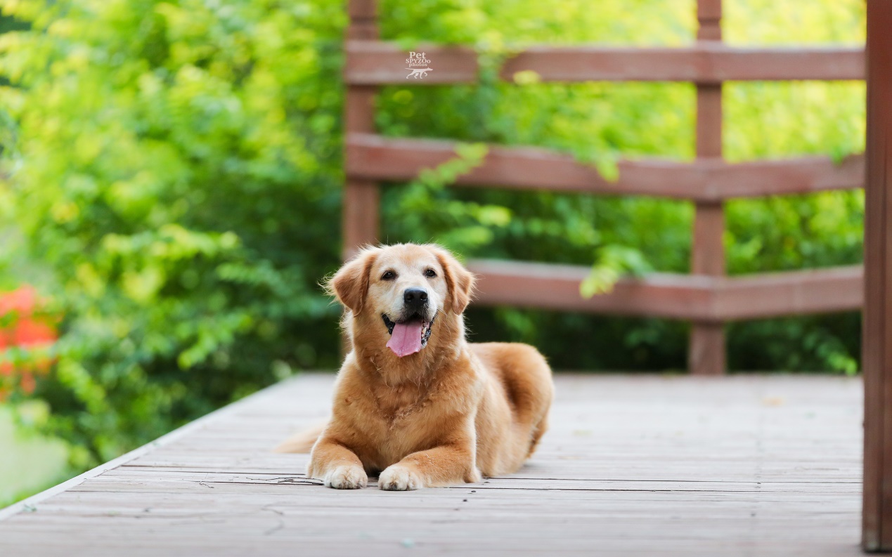 小金毛养狗知识,小金毛喂养的正确方法