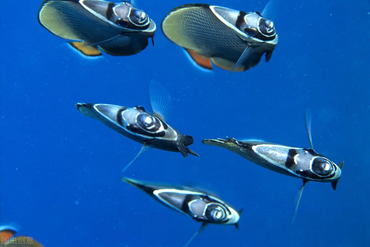 全球最具创新的十大科技公司,世界最大创新企业排名前十