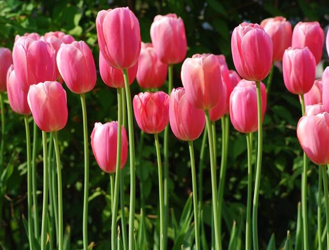 郁金香花卉什么时间种植,郁金香的种植方法和时间是什么