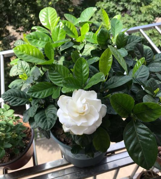 养栀子花如何改善黄叶,栀子花黄叶怎么养新手必看科普