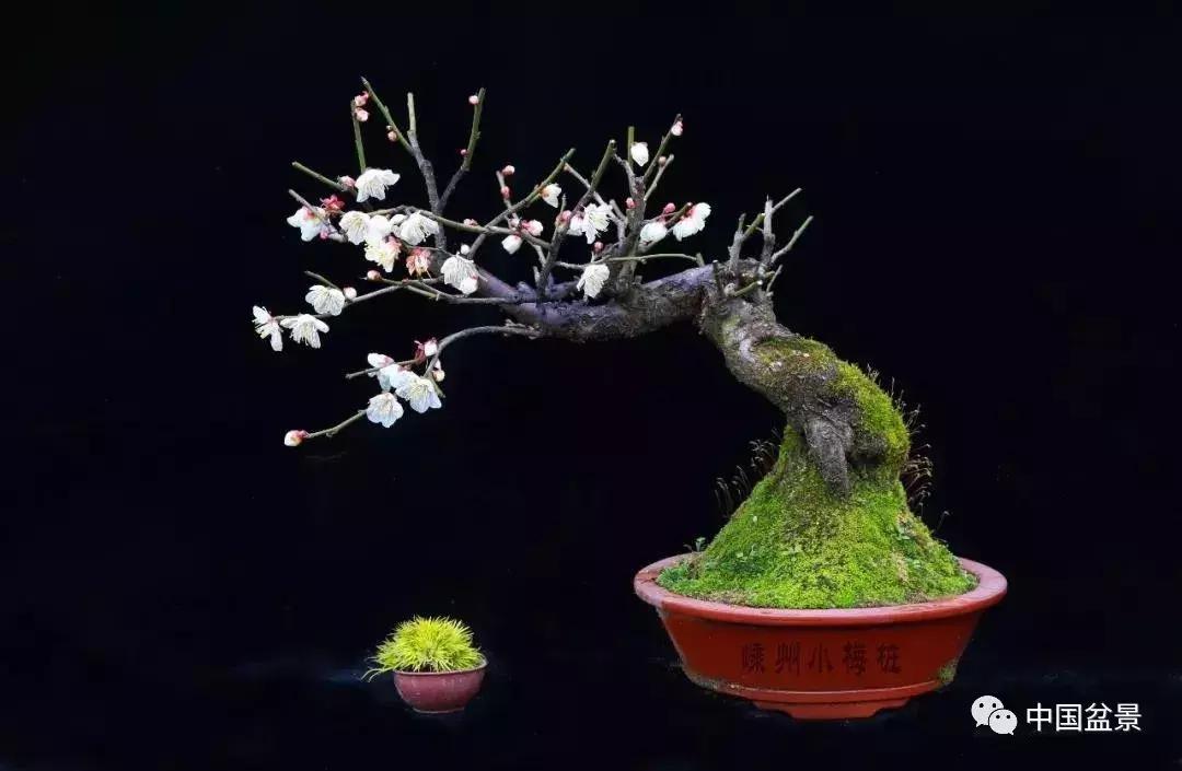 盆景植物最好养的,好养易活的盆景植物有哪些