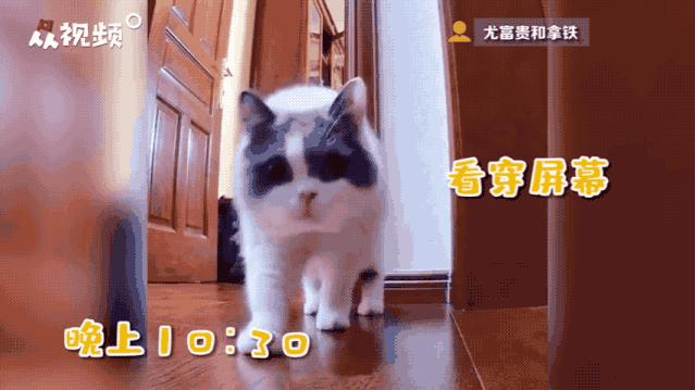 “因为一句话，我家猫在监控前守了一夜，彻夜未眠”