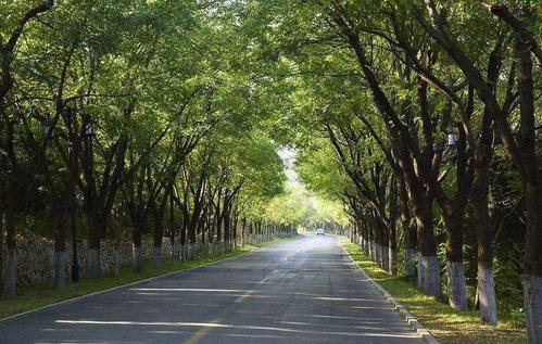 100种漂亮的夏花图片,30种夏花图片大全