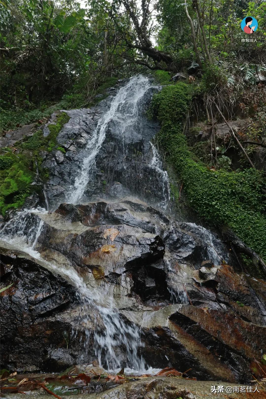 冰岛五寨糯五价格,冰岛五寨谁最有性价比