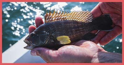 钓鱼被鱼钩钩到手怎么处理,钓鱼钩被水草钩住了怎么办