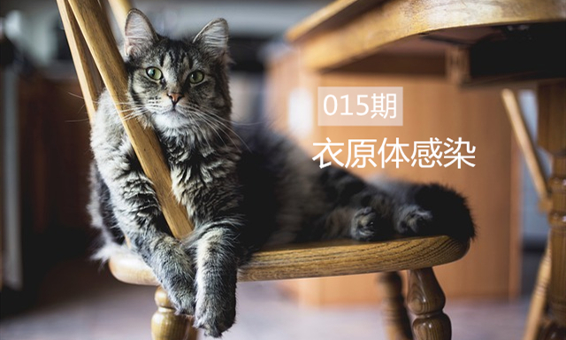 猫咪衣原体感染是什么病,猫咪衣原体感染可以治好吗