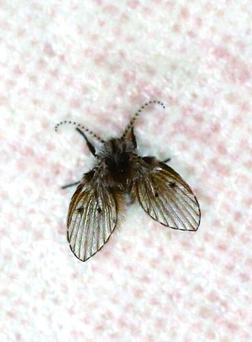 家里发现小虫子图片,家里有这种小虫要注意了