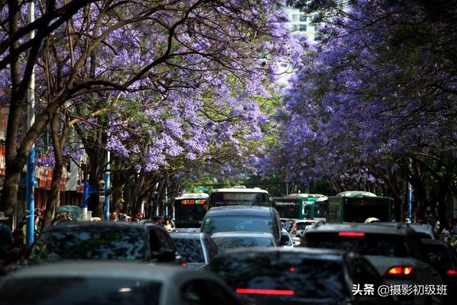 小清新摄影后期修图教程,花卉照片修图技巧