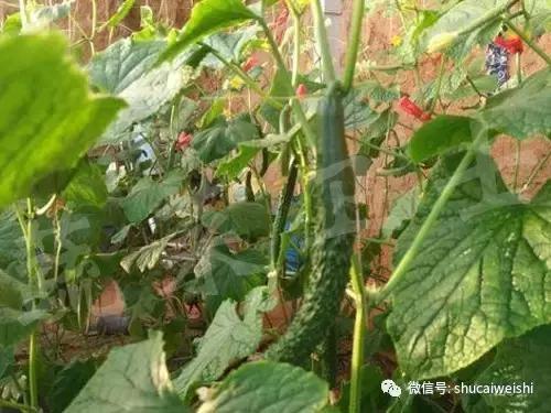 黄瓜秧子怎么打理,黄瓜秧怎么养护冬季