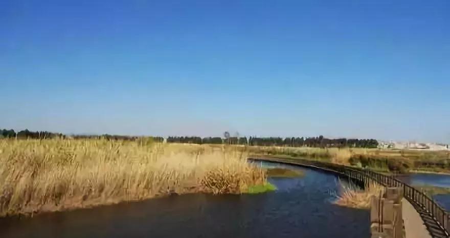 蓝花楹昆明网红打卡地在哪里,昆明周边湿地公园网红打卡地