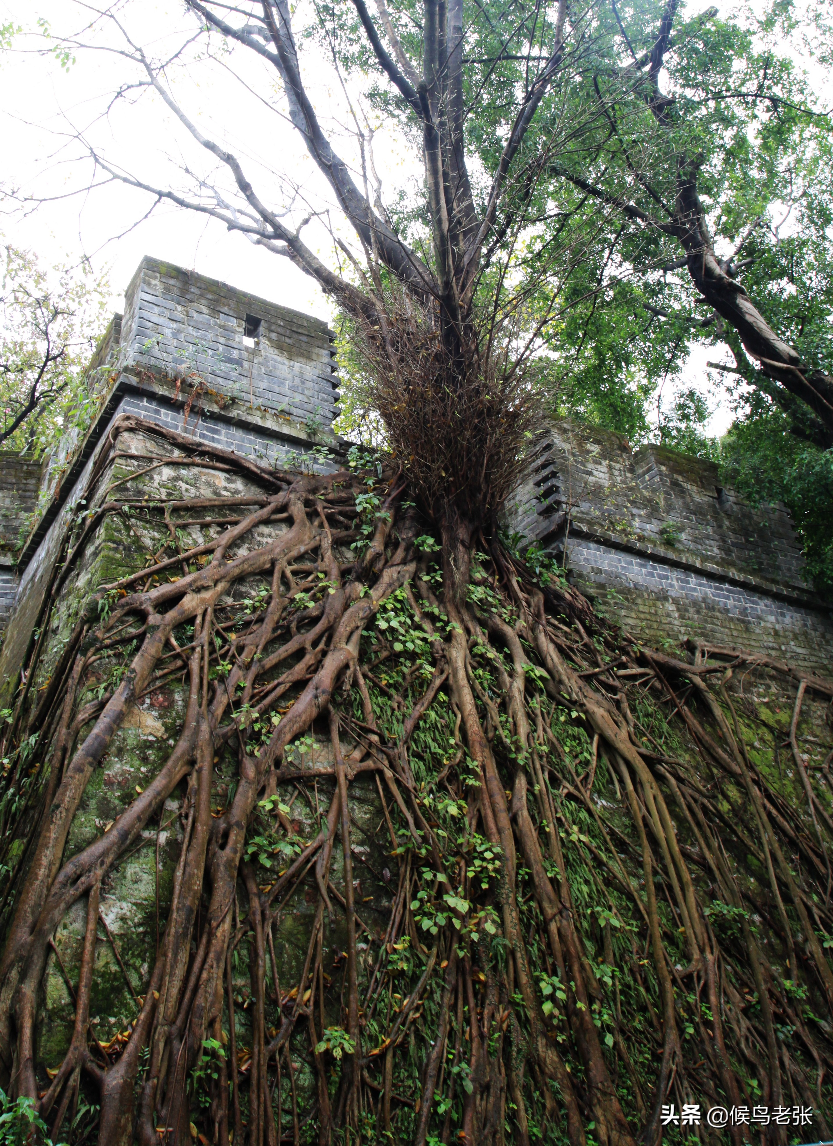 广州塔高耸入云,广州塔小蛮腰塔尖照片