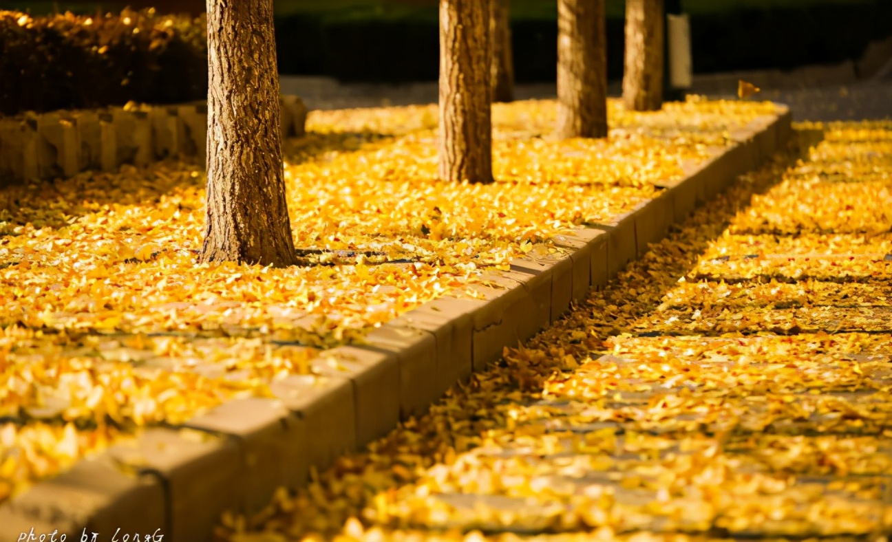 东北财经大学,一所实力不输211的老牌名校