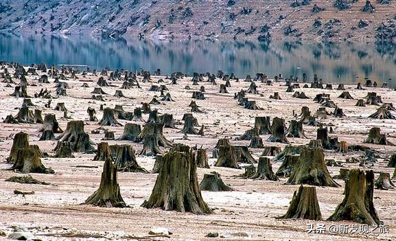 地球第六次生物大灭绝会怎么样,地球曾出现过几次物种大灭亡