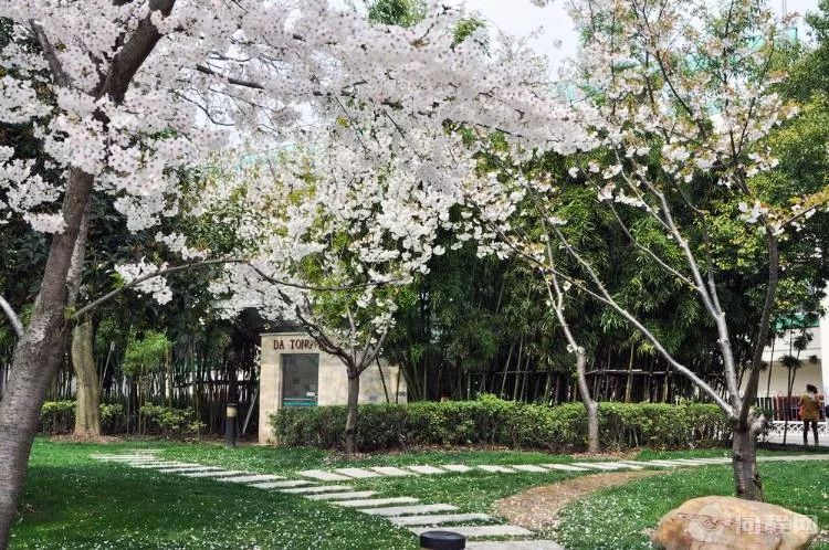 小众赏樱胜地,魔都赏樱旅游攻略