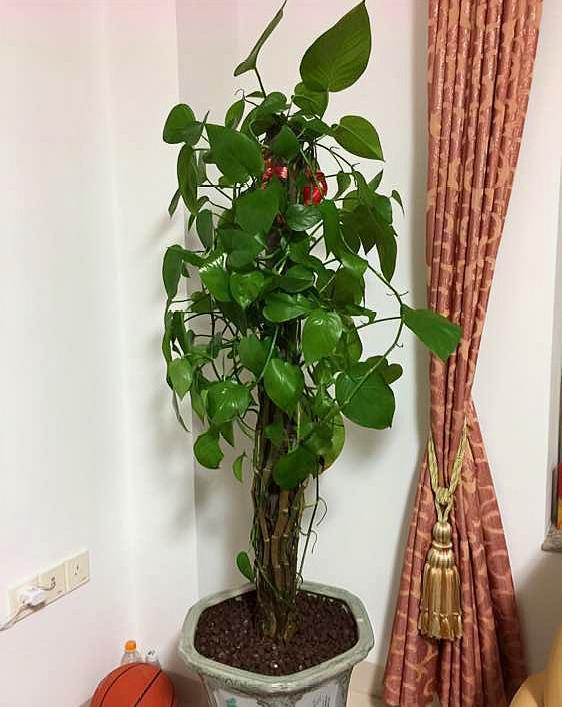 大叶绿萝黄叶怎么补救最快方法,大叶绿萝枝叶耷拉但是叶片不黄