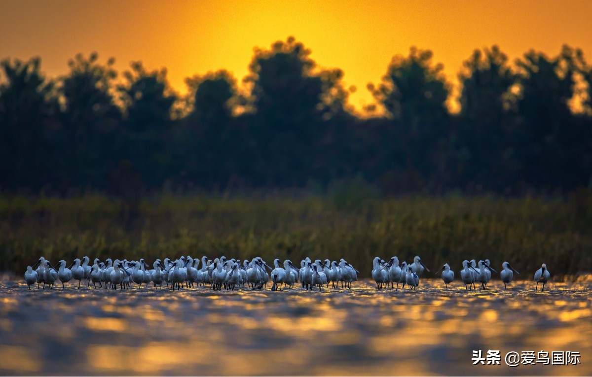2020观鸟,观鸟大年影片