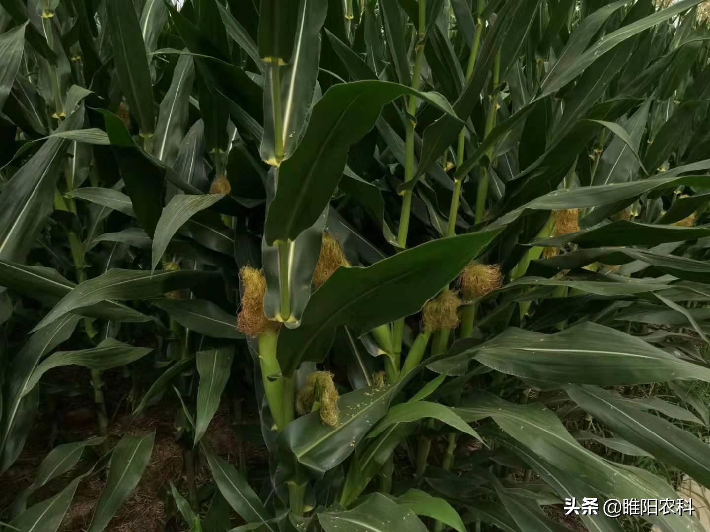 十大高产玉米品种介绍,最新最高产的玉米品种是哪一种