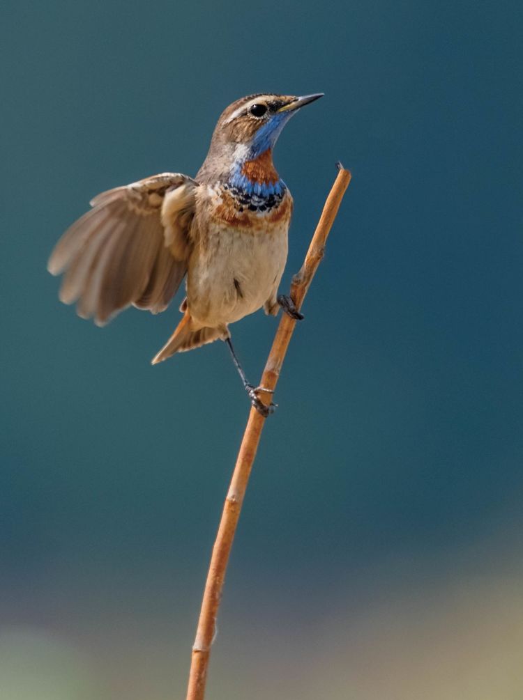 情人岛拍摄地点,情人岛航拍视频