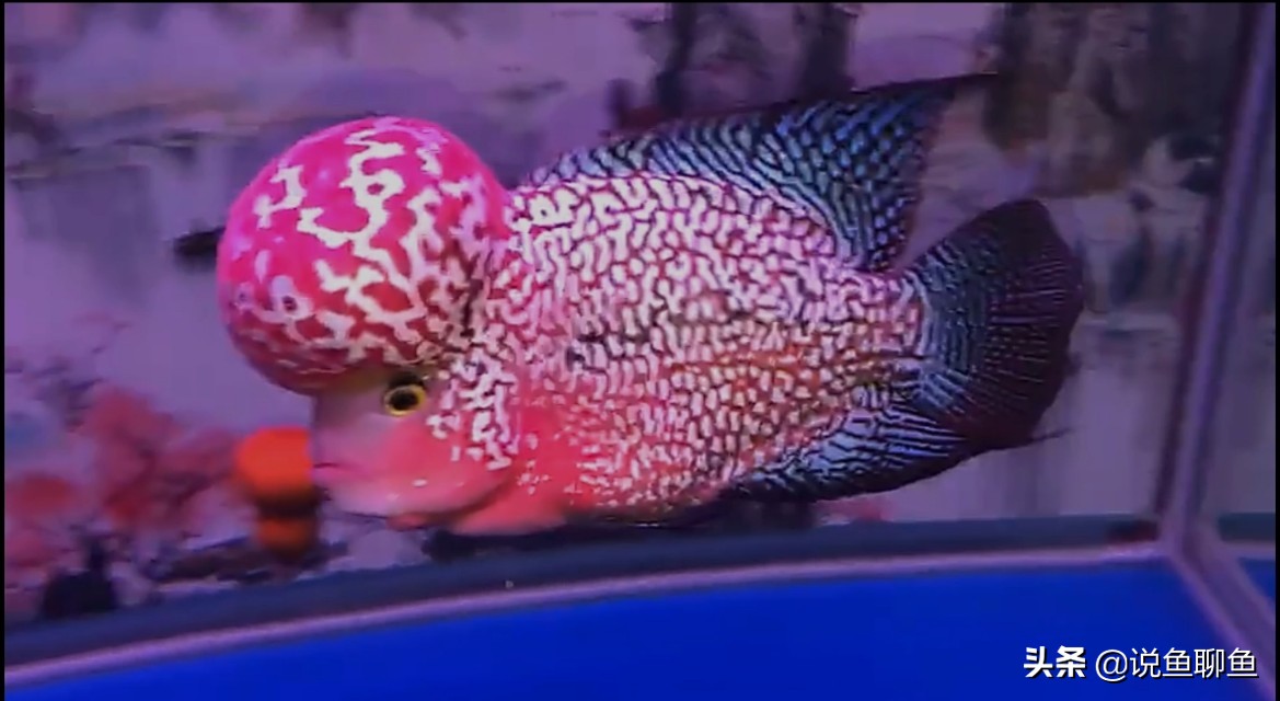 饲养罗汉鱼该怎么去饲养，今天来探讨一下。