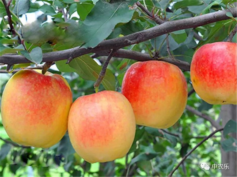 何巨才果园管理,何巨才作品