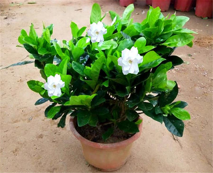 栀子花叶子发黄的原因与解决方法,栀子花叶子发黄什么原因