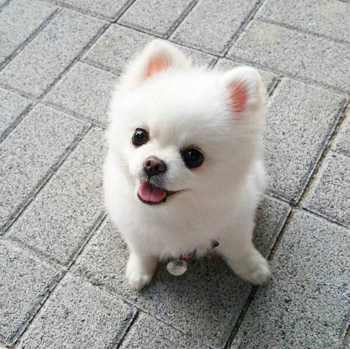 长不大的小白狗是什么狗,世界上小的狗都有哪一种