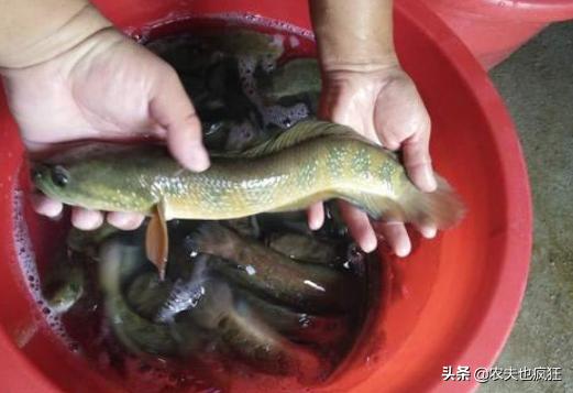 野生七星鱼值钱,野生七星鱼图片及价格