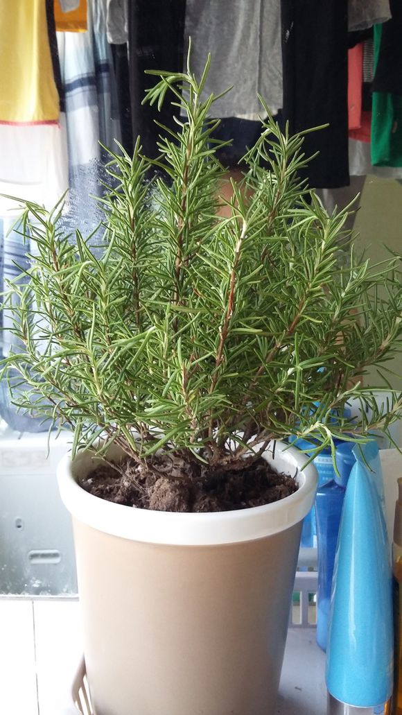 迷迭香叶子干枯养不好，巧用3招起死回生，枝繁叶茂