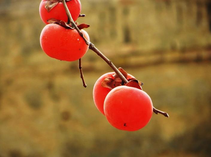 描写柿子的七绝古诗词,描写柿子的优美古诗词名句