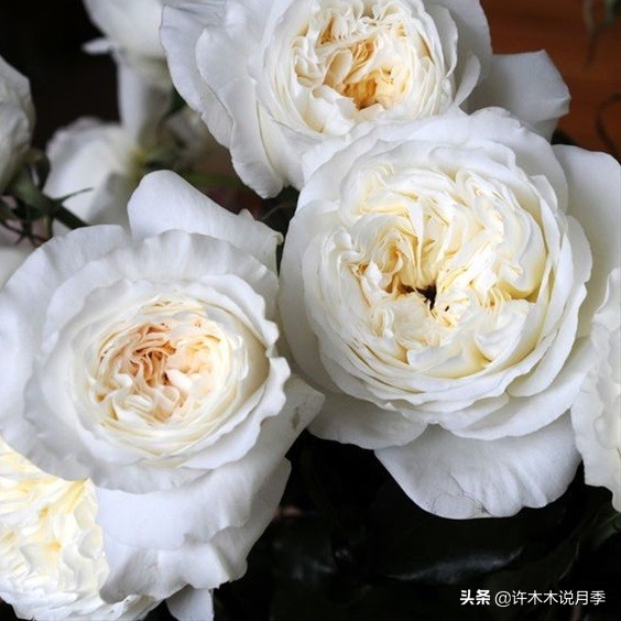 月季品种大全大图欣赏,美到窒息的月季品种图片