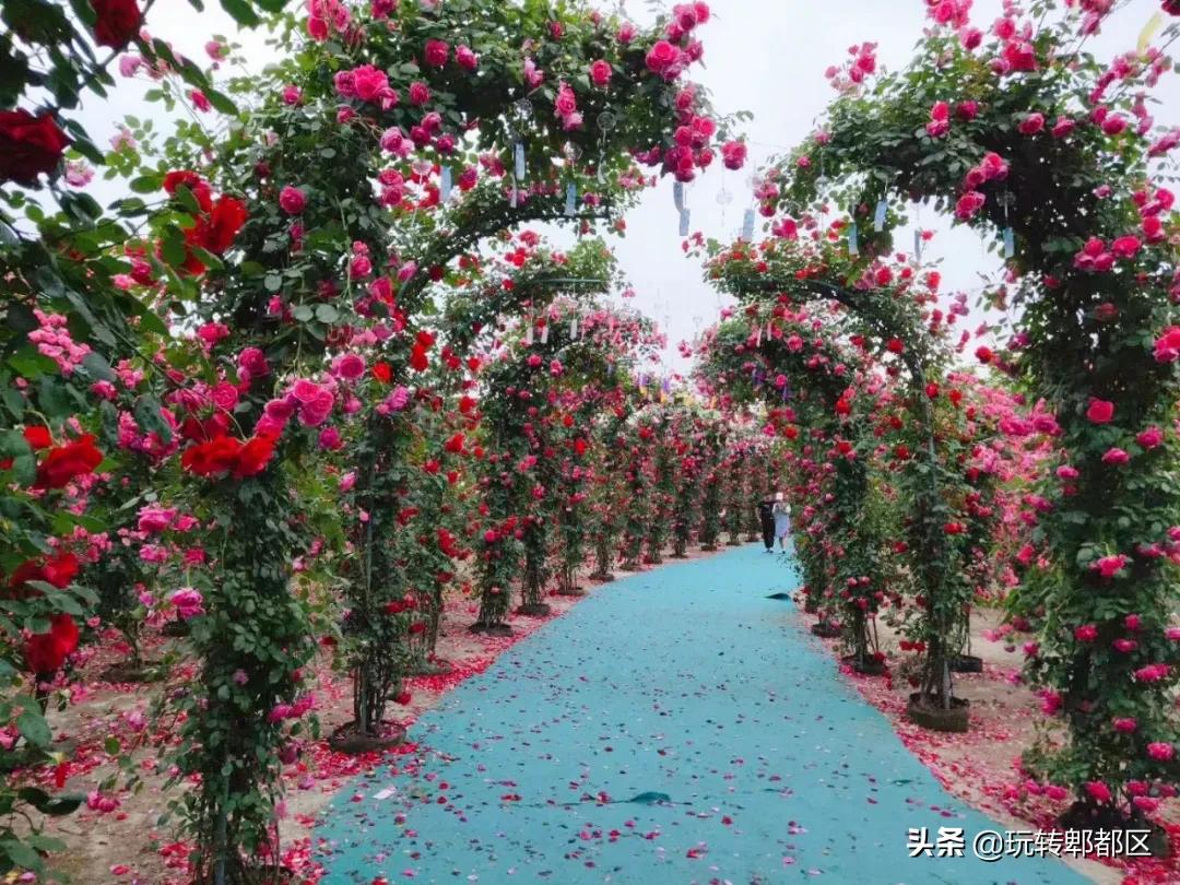 郫都区最美的花海,成都郫都花乡玫瑰开放了吗