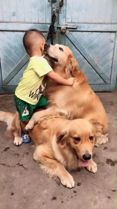 主人收拾两只犯错的狗,主人犯错金毛开启护娃模式