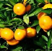 寒食节和清明节来历,寒食节和清明节的来历简单