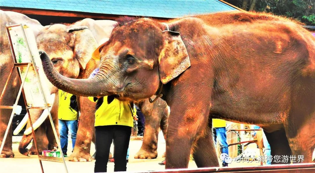 彩云之南版纳行,版纳之旅看大象