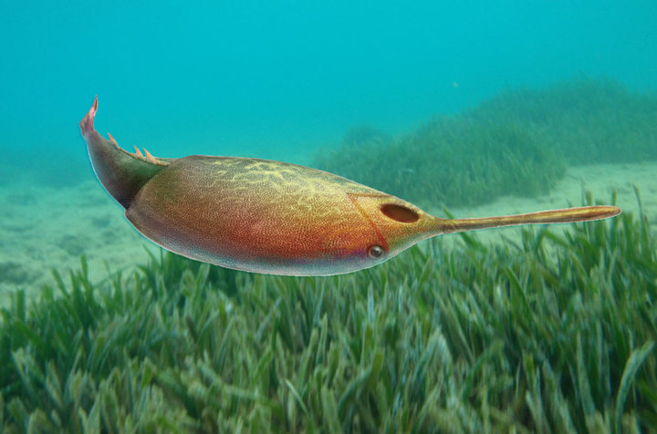 邓氏鱼怎么灭亡,邓氏鱼用什么驯服