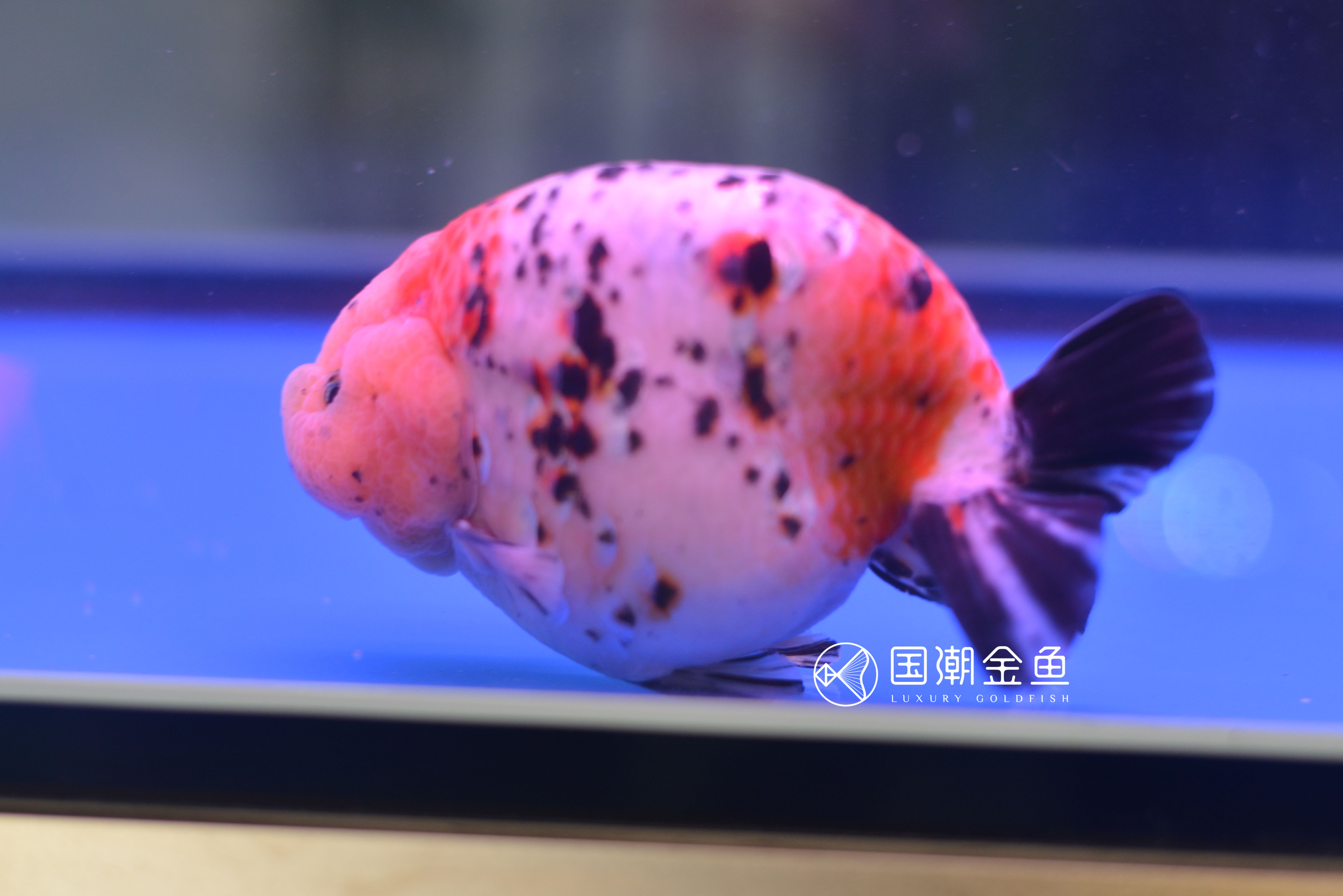 如何提高刚买回金鱼的存活率,家养金鱼怎么死亡率少