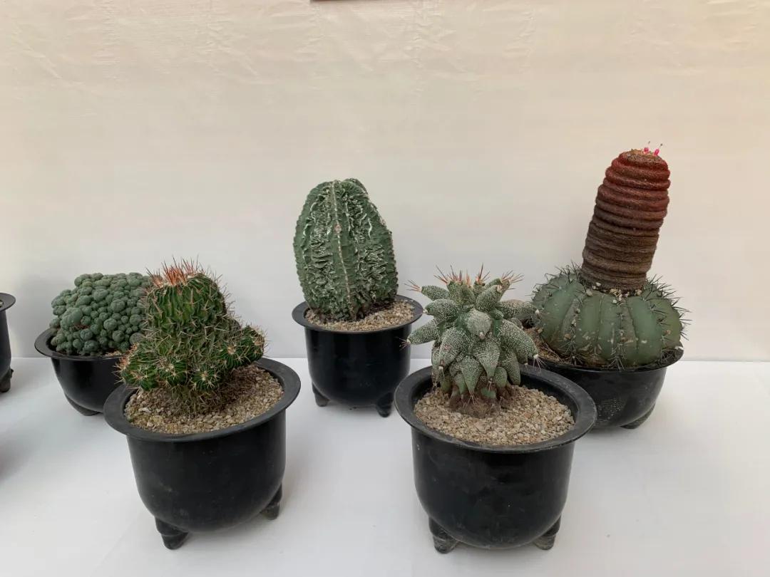 这个年销量上亿株多肉的县城，举办了首届多肉电商节