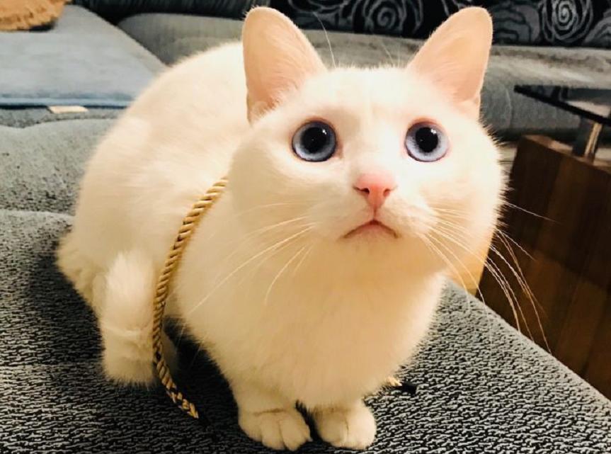 养得最多的宠物猫排行,养得最多的宠物猫排行榜