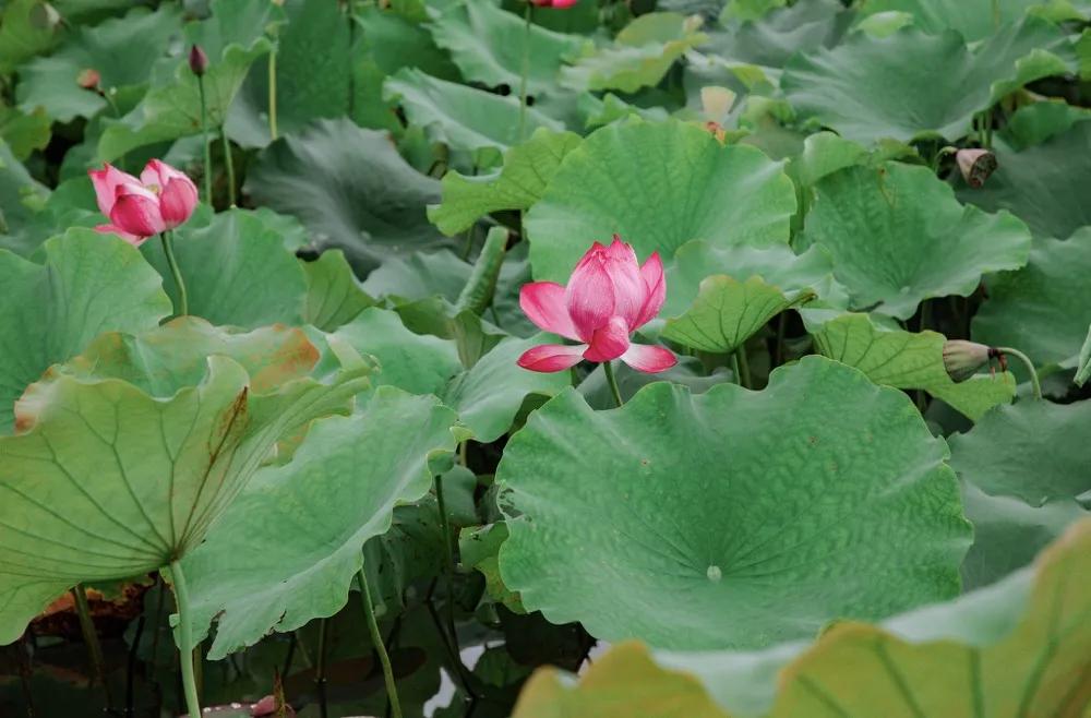 半汤温泉旅游攻略,半汤温泉养生度假区有哪些温泉